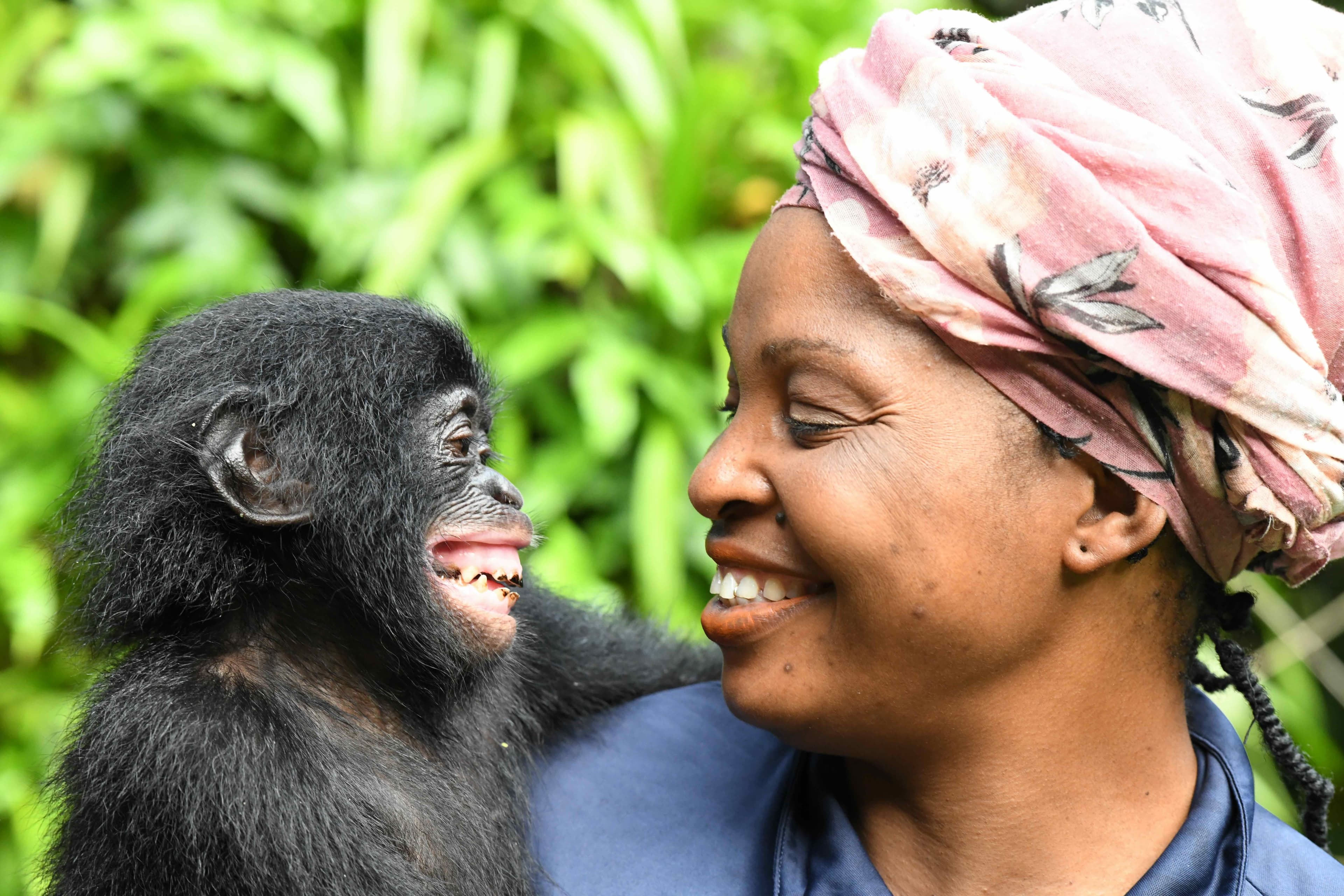 Mama Yvonne with bonobo Tshudi